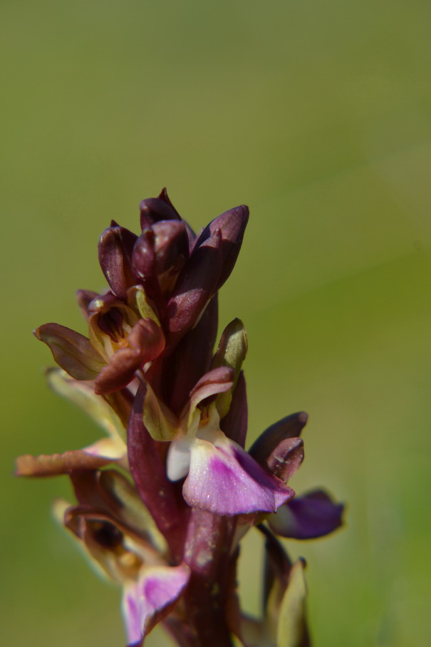 Ecco i primi fiori di Anacamptis collina, Sicilia.